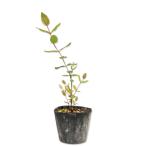 biyouyanagi10.5cm pot рассада 