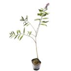 bdo редкость 9.0cm pot рассада 