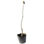 fyou10.5cm pot рассада 