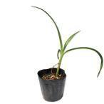  - mayuu10.5cm pot рассада 