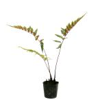  алый sida10.5cm pot рассада 