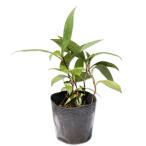  ho totogis10.5cm pot рассада 