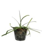 hi gun bana10.5cm pot рассада 