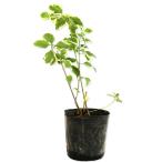  ведро kama Joe ru Varie дребезжание 9.0cm pot рассада 