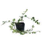  ведро ka Minaux ru9.0cm pot рассада 