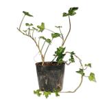  хедера Aiba гонки 9cm pot рассада 