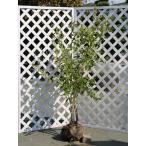 ブルーベリー1.5m露地2本苗木