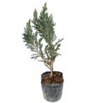  голубые фишки 9.0cm pot рассада 