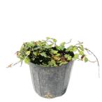 himeitabi9.0cm pot рассада 