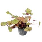  гейхера красный 9.0cm pot рассада 