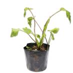  ho tarub черный 9.0cm pot рассада 