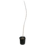 po Poe 10.5cm pot рассада 