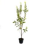 фейхоа 1m 15cm pot рассада 