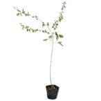 si осел na - gi10.5cm pot рассада 