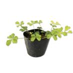 po тонн ti этикетка na9.0cm pot рассада 