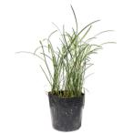 himeya Blanc 9cm pot рассада 