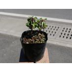 ko - Magi k9cm pot рассада 
