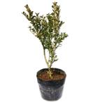  ho ntsuge0.3m 15cm pot рассада 