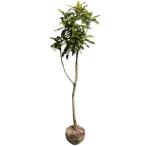 ビワ実生1.7m露地苗木