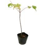 ビービーツリー 0.2m 10.5cmポット 5本 苗