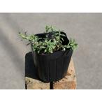  иссоп лиловый 9.0cm pot рассада 