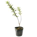 himeutsugi красный цветок 0.3m 10.5cm pot рассада 