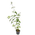 hi Yodo libana9.0cm pot рассада 