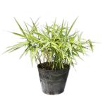 ougon хаконехлоа маркас 10.5cm pot рассада 