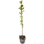 masaki0.5m 10.5cm pot рассада 