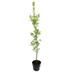 masaki0.8m 15cm pot рассада 