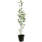 ougomasaki0.5m 10.5cm pot рассада 