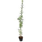 ougomasaki1.5m 15cm pot 10шт.@ саженец 