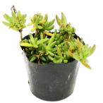 matsubagik9.0cm pot рассада 