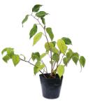 matatabi10.5cm pot рассада 