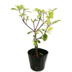 mokok0.3m 10.5cm pot рассада 