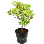 mokok0.3m 15cm pot рассада 