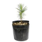 te-damatsu10.5cm pot рассада 