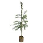 ショッピングミモザ ミモザアカシア 2m 露地 苗木