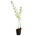  pineapple mint 9.0cm pot 30 piece seedling 