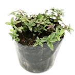  mountain mint 9.0cm pot 30 piece seedling 