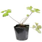  Miyama водосбор 9.0cm pot рассада 