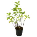 イングリッシュミント9.0cmポット苗