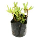 matsubagik розовый 9.0cm pot рассада 