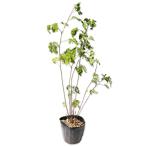 matsukaze saw 9.0cm pot рассада 