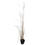  Susuki Klein серебряный Spy n10.5cm pot рассада 