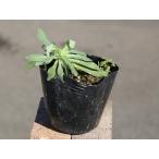 m seat li смолёвка каролинская 9.0cm pot рассада 