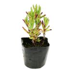 マツバギク オレンジ 9.0cmポット 25個 苗