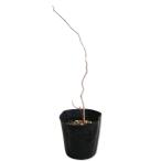 matatabi женский 0.3m 12cm pot рассада 