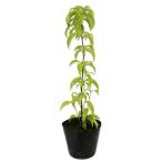  вечнозеленый японский кизил 0.2m 10.5cm pot рассада 