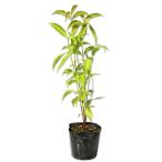  вечнозеленый японский кизил АО ..0.3m 10.5cm pot рассада 